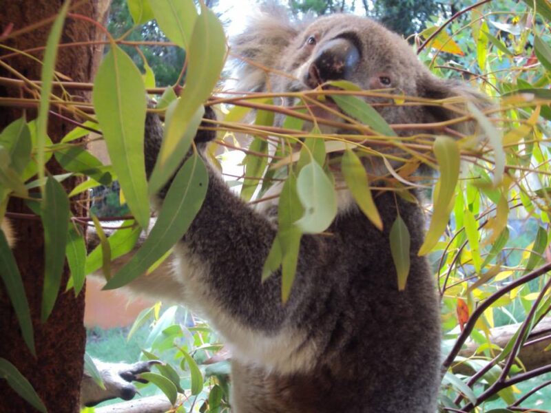 koala a perth in australia