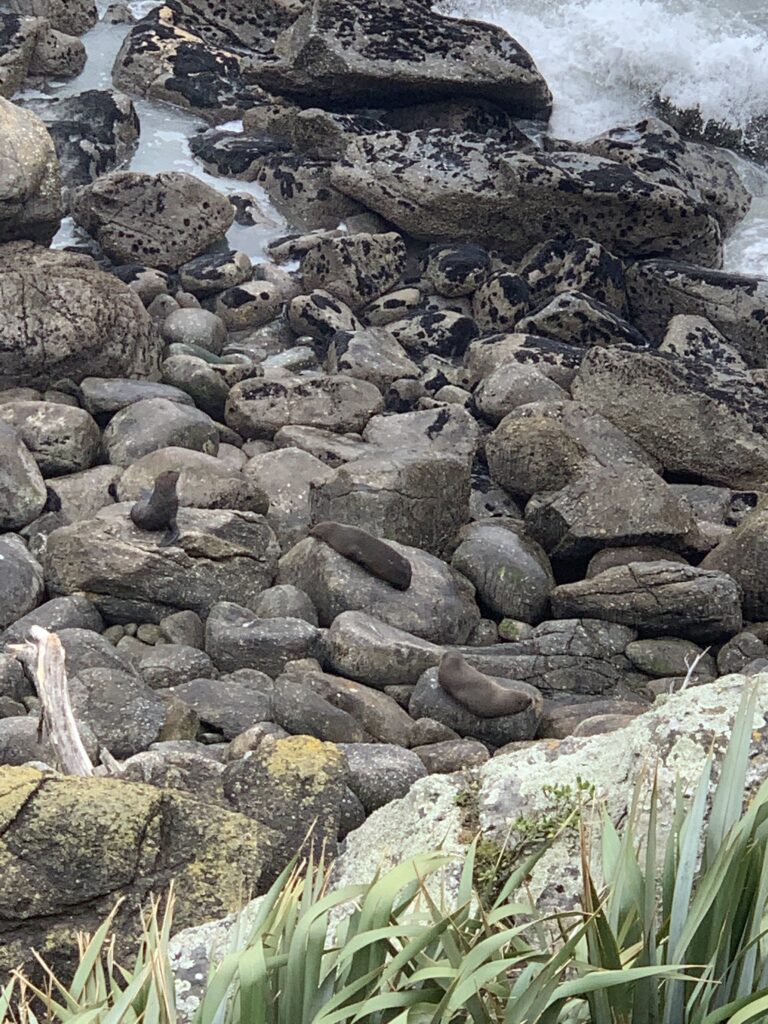 Colonia di foche neozelandesi sugli scogli di Tauranga Bay vicino a Cape Foulwind.