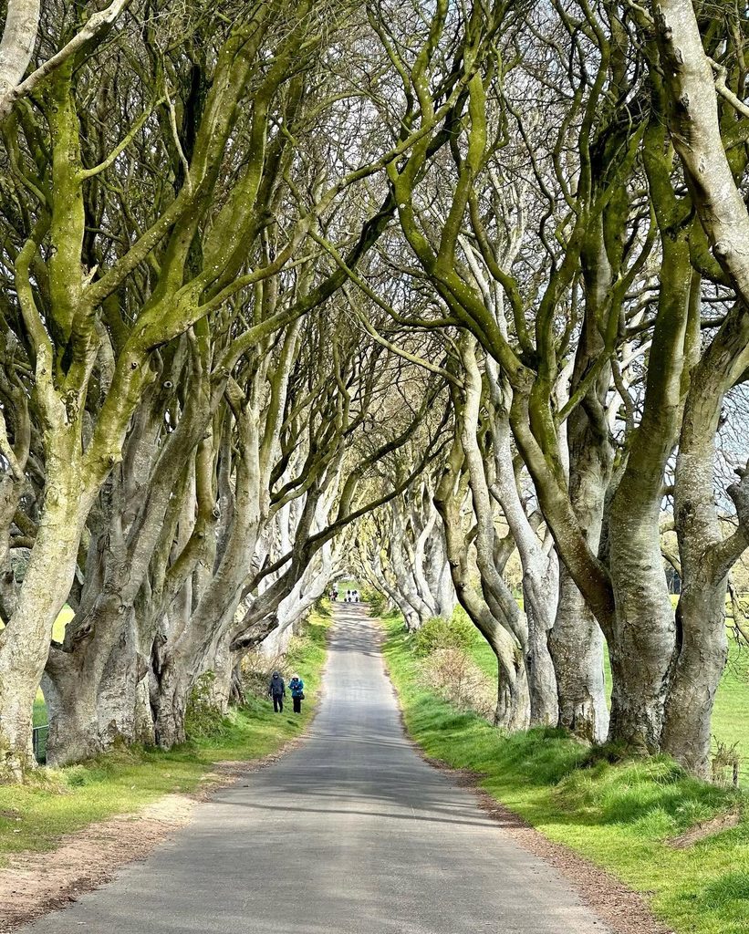 Il viale alberato di faggi intrecciati a Dark Hedges lungo la causeway coastal route.
