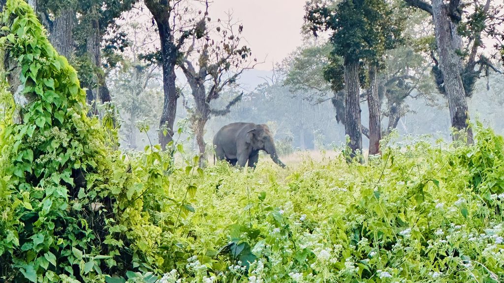 elefante selvatico al chitwan national park safari cosa vedere