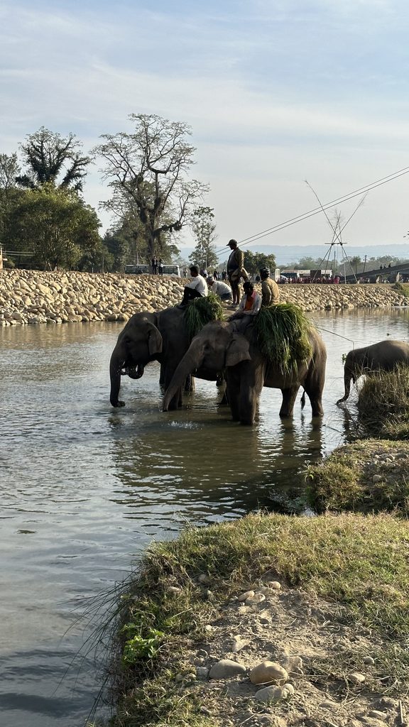 elefanti addomesticati al chitwan national park in nepal