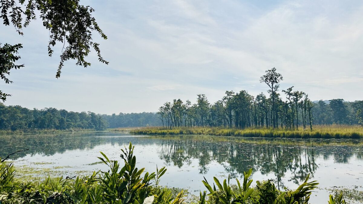 Fiume e vegetazione nella riserva naturale del chitwan national park: safari, cosa vedere, consigli