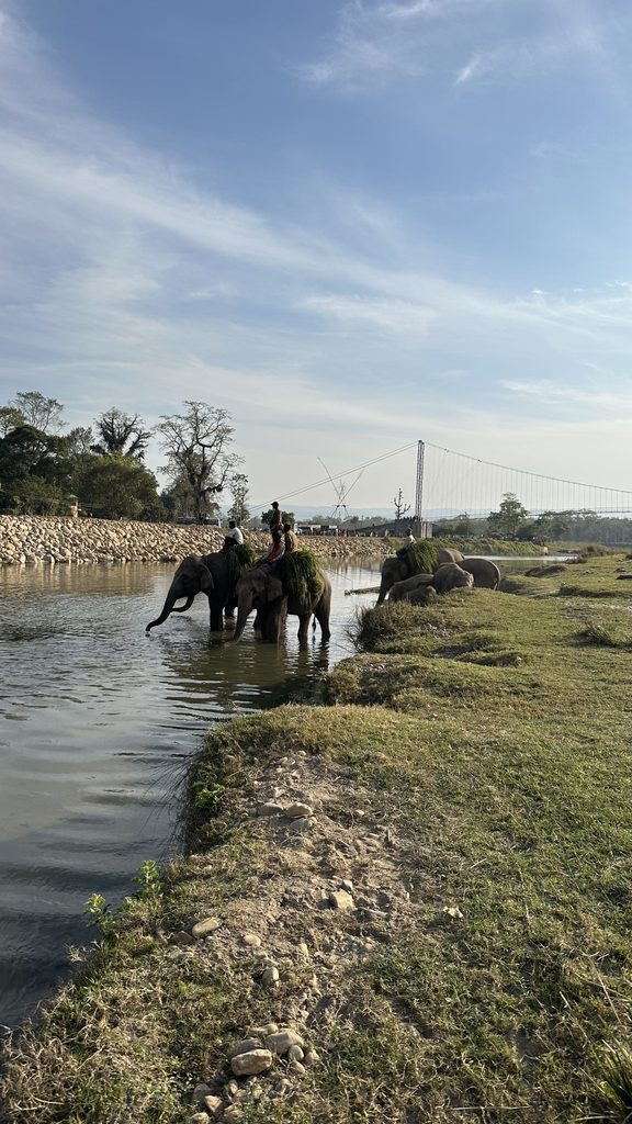 elephant breeding centre al chitwan national park in nepal