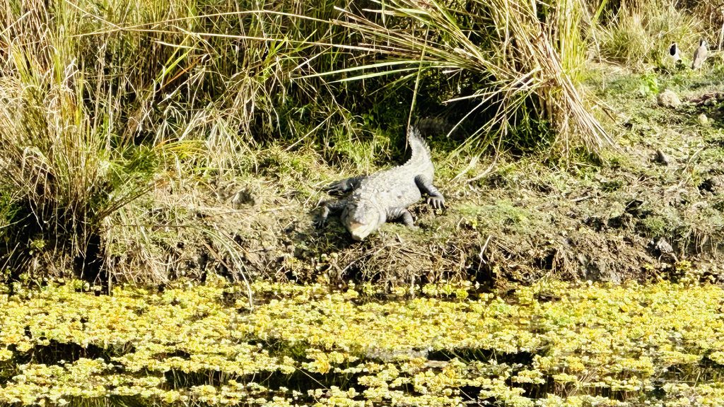Coccodrillo tra la folta vegetazione del Parco Nazionale di Chitwan in Nepal