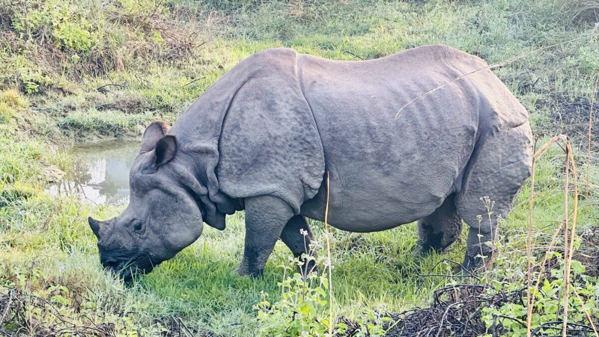 Rinoceronte indiano durante il safari nel Parco Nazionale di Chitwan DIARIO DI VIAGGIO