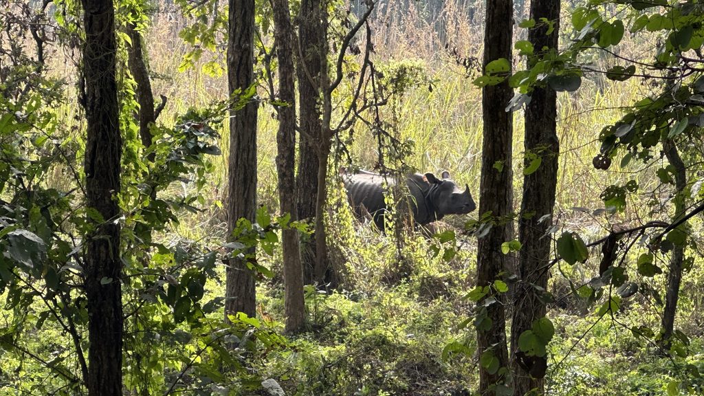 avvistamento rinoceronte monocorno al chitwan national par in nepal durante safari